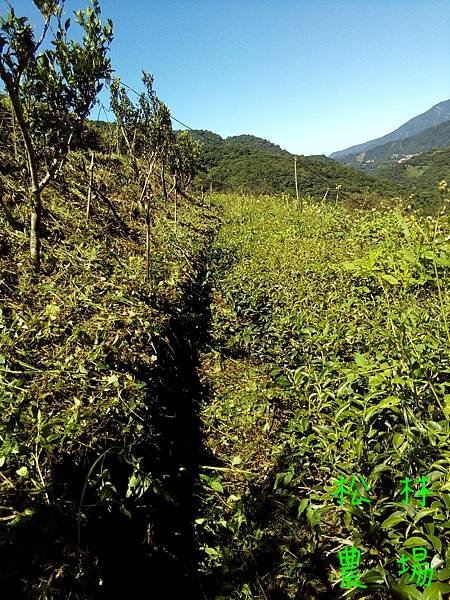 20170828茶園繼續砍草