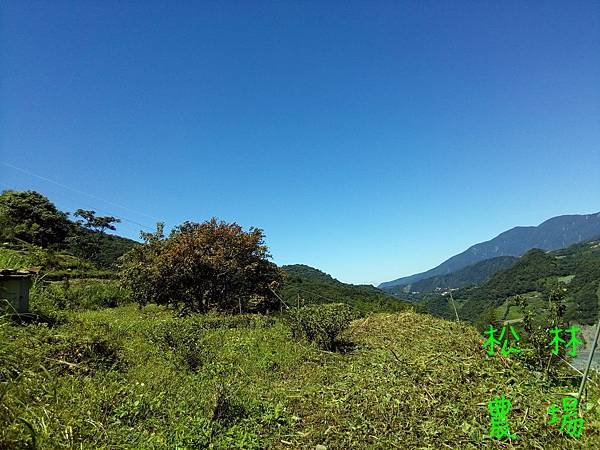 20170828茶園繼續砍草