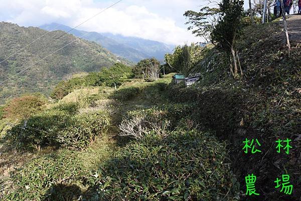 11月18日茶園砍草完成