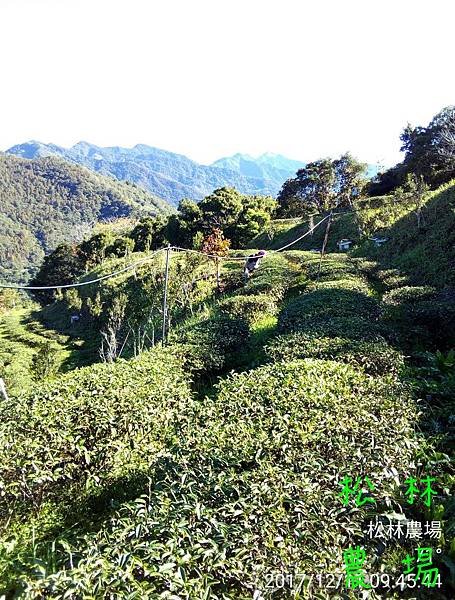 松林農場20171211茶園拔草