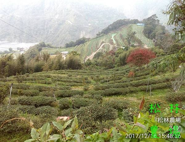 松林農場20171216茶園