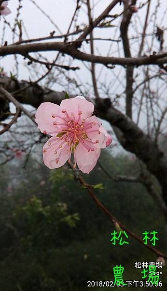松林農場20180203桃花