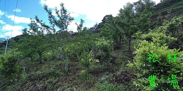 20190417茶園果樹區