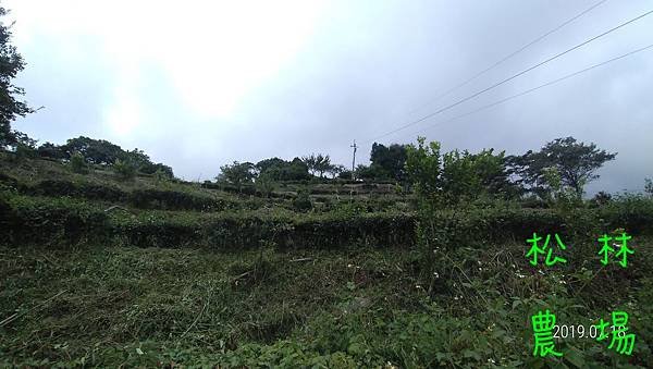 20190718_茶園果樹區砍草