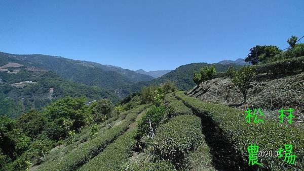 P_20200417_111252_p.jpg