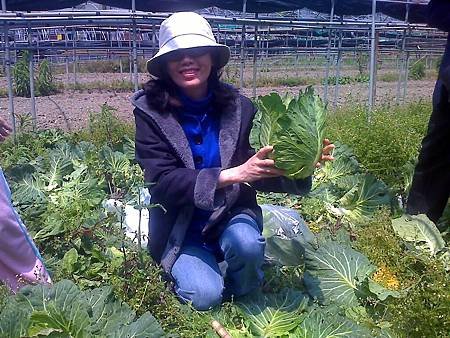 表妹瑞卿農場採高麗菜 