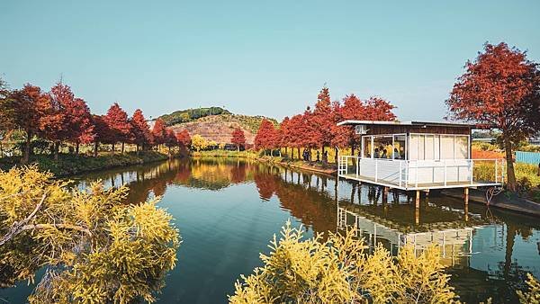 20230108-嘉義民雄-迷霧松境落羽松05.jpg