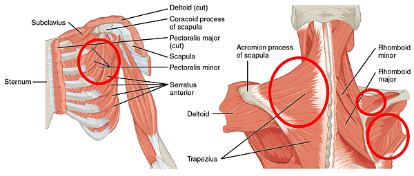 trigger point.png