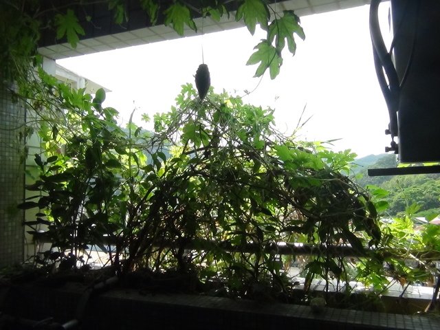 DSC06790.JPG - 2015-104.9