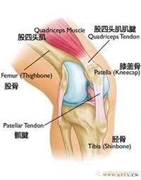 「右膝髕腱斷裂」的圖片搜尋結果