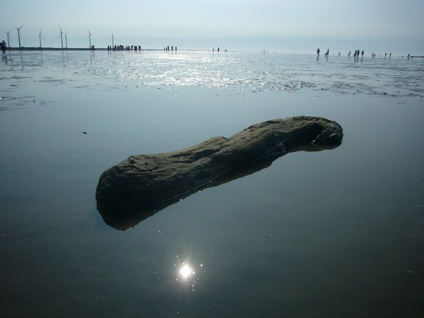 漂流木