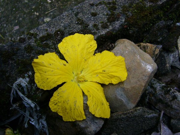 漂亮的絲瓜花。