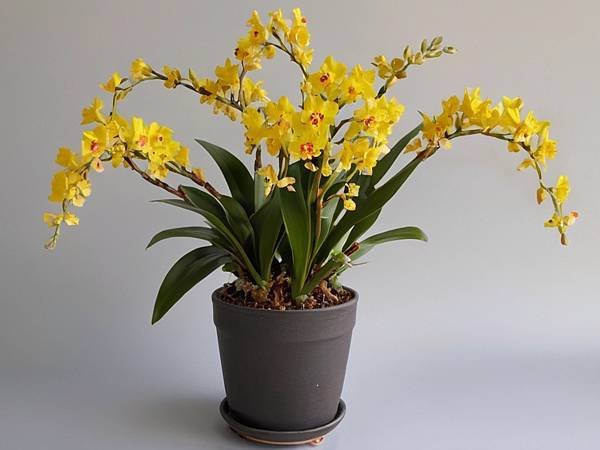 文心蘭（Oncidium）1.jpg