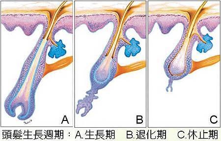 頭髮生廠期