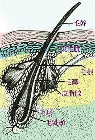 頭髮構造