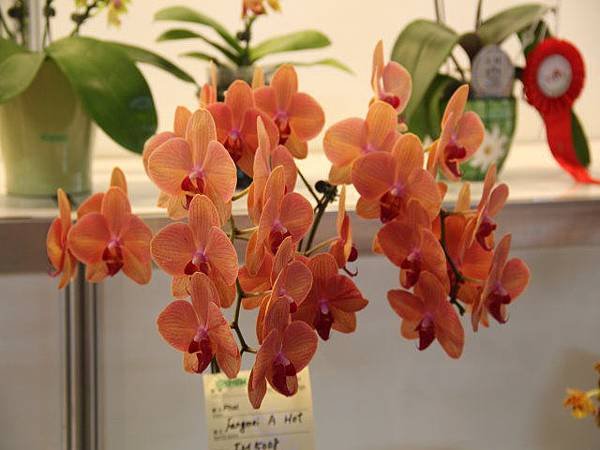 IMG_5384.jpg