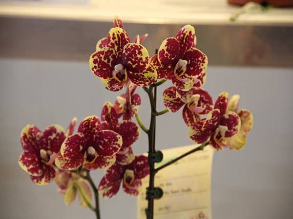 IMG_5387.jpg