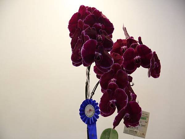 IMG_5386.jpg