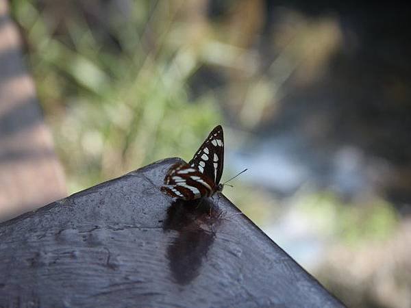 IMG_5568.jpg