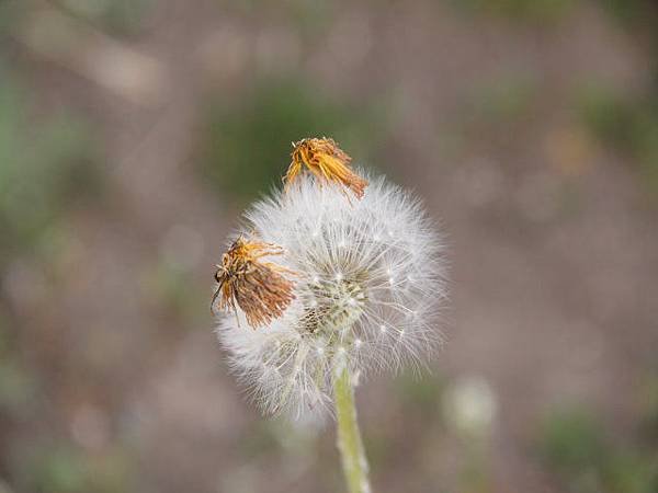 image2225.jpg