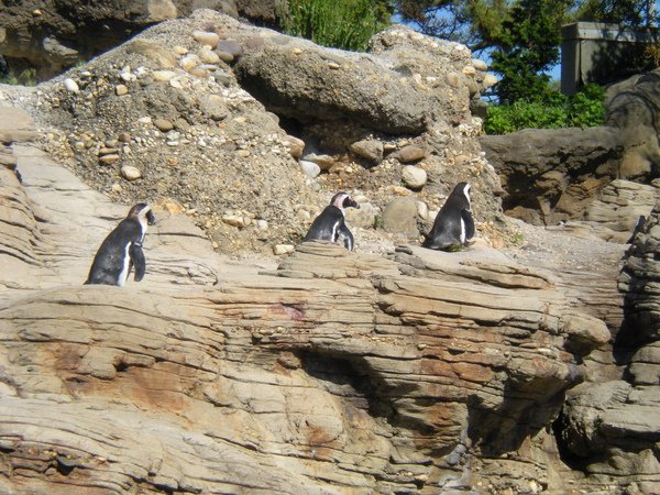 NY Aquarium -企鵝排排走.JPG