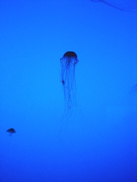 NY Aquarium -漂亮水母3.JPG