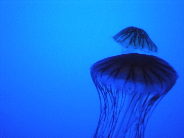 NY Aquarium -漂亮水母4.JPG