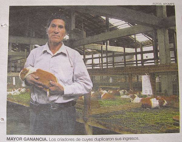 criador de cuy
