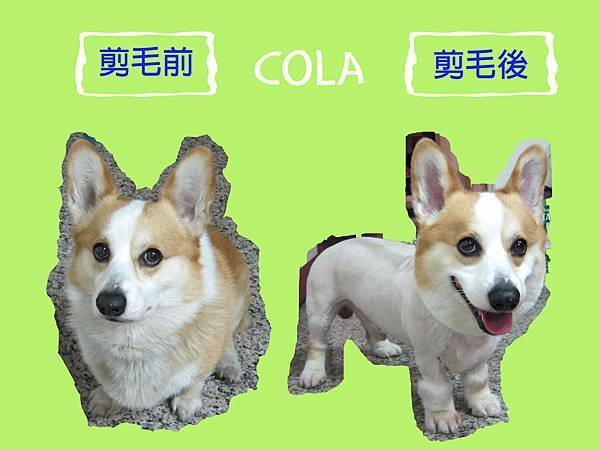 cola剪毛前後對照圖.jpg