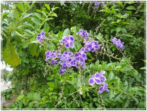 20120413花露休閒農場008