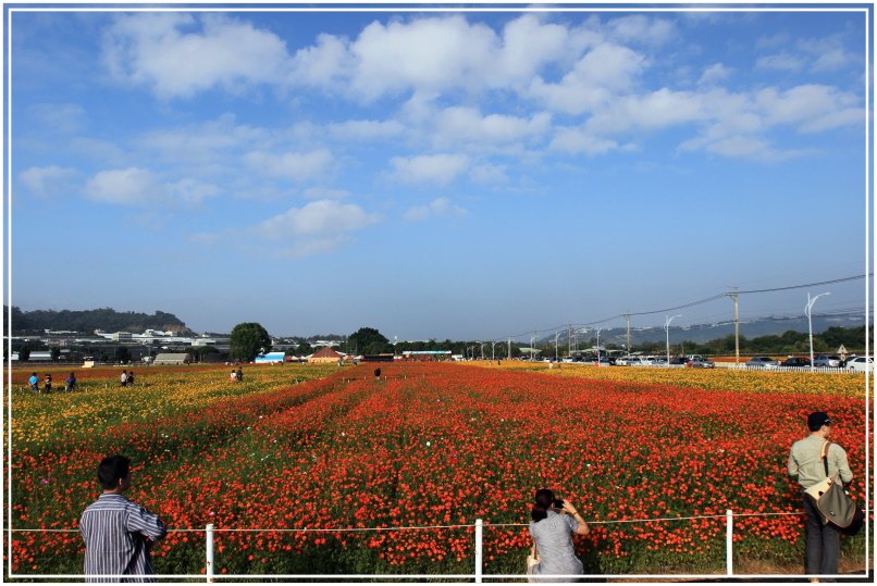 20141102A 新社花海  146