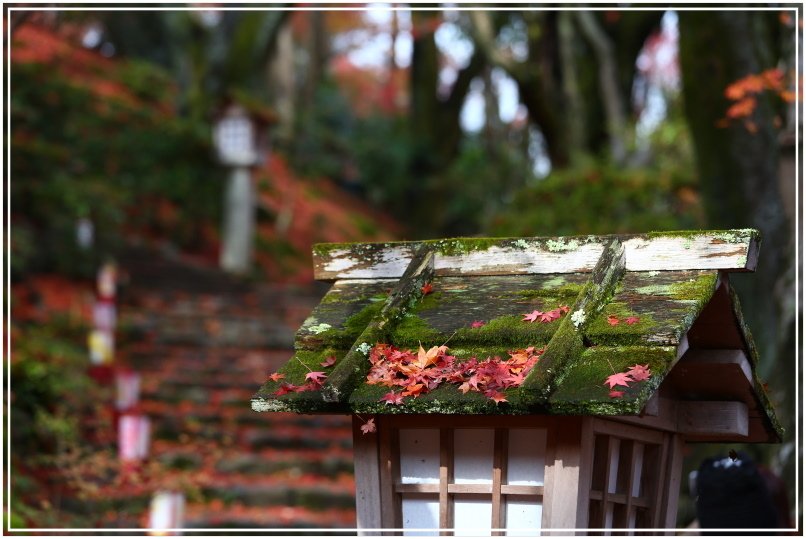 20151203B 常寂光寺 037.JPG
