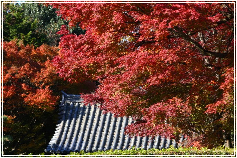 20151205BA東福寺066-1.JPG