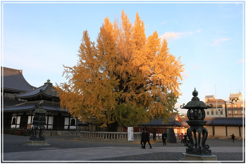 20151205DA西本願寺050