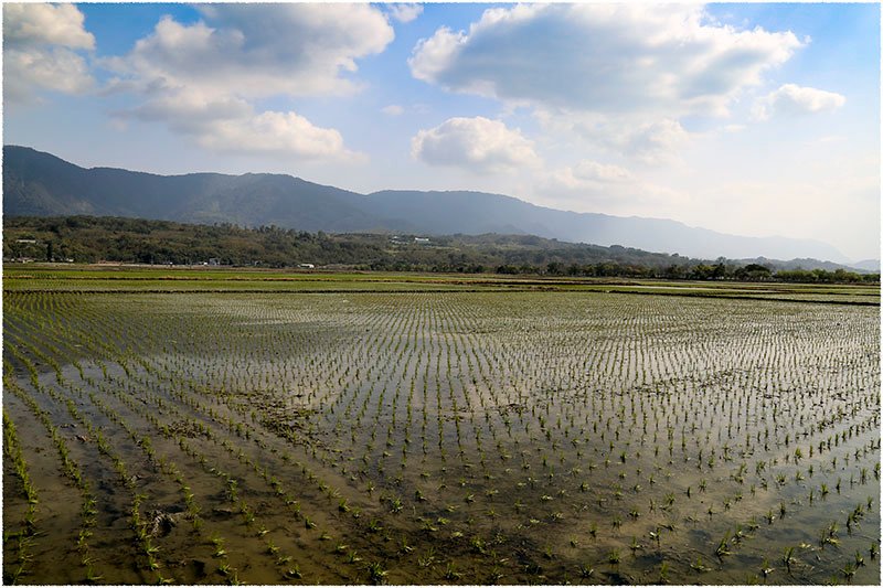 20150213E 池上花海002.jpg