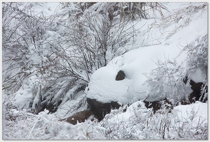 20180207椏口追雪545