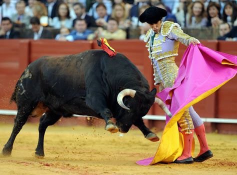 Bull Fighting.jpg