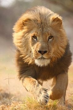 Lion.jpg