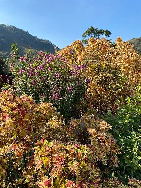 「卓也小屋」餐飲，為了一隻貓頭鷹買下一座山，在山裡吃一頓蔬食