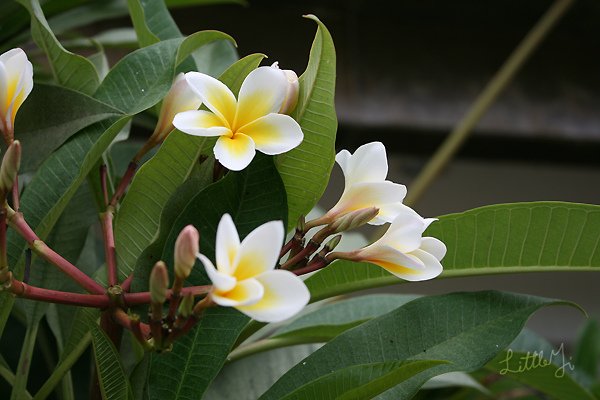 20100422IMG_0180.jpg