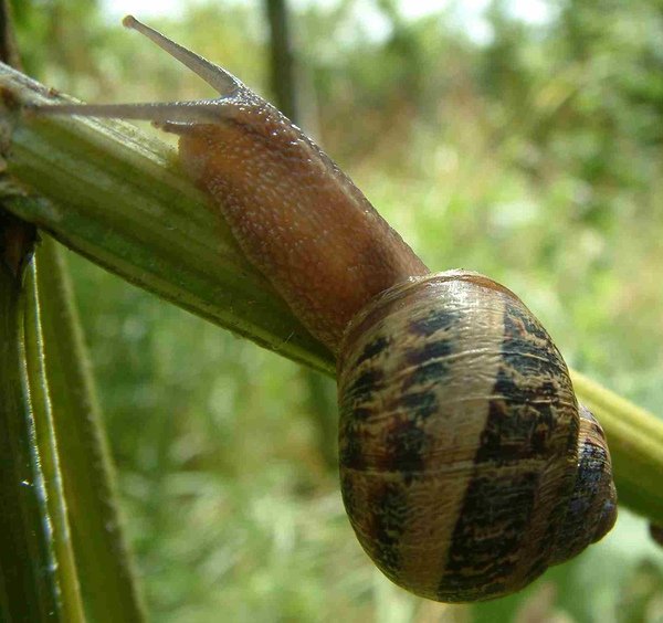 snail.jpg