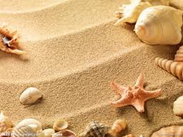 seashell