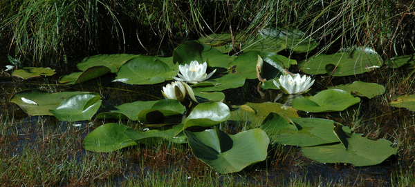 睡蓮 Nymphaea alba group.jpg