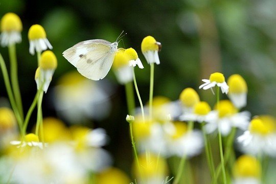 Cabbage_butterfly.jpg