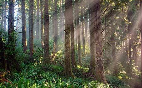 Cascade Head, Oregon Coast, Oregon.jpg