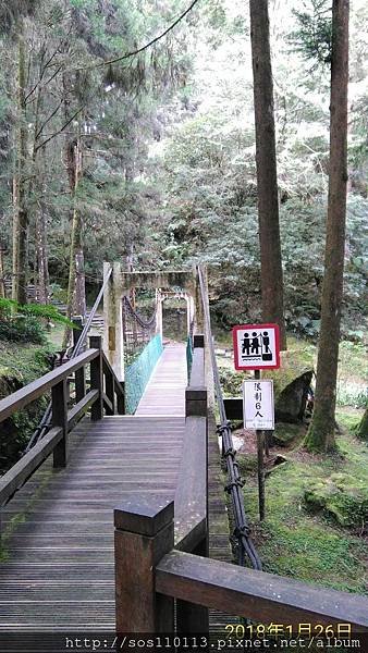 吊橋 神木群