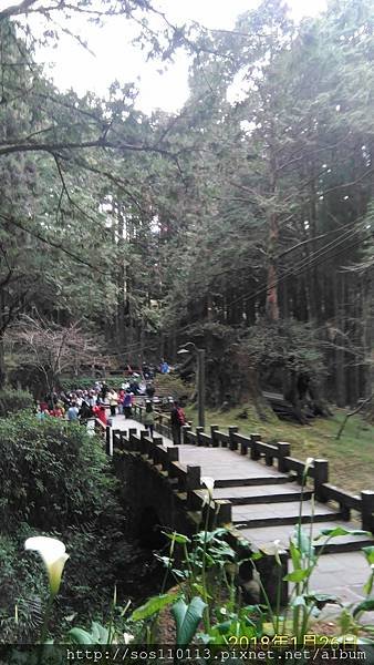 阿里山園區 神木棧道 二