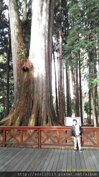 阿里山 二代神木 👉第一代神木已經倒下在👉神木車站前 還可以看到 神木倒在一旁