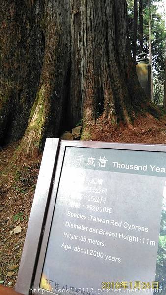 千檜木 二代神木 2000歲 阿里山園區內