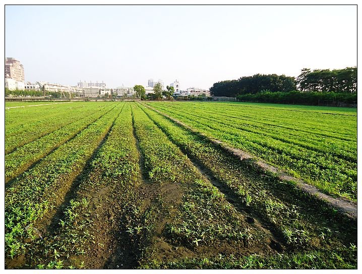 花還沒有開2013橋頭花海